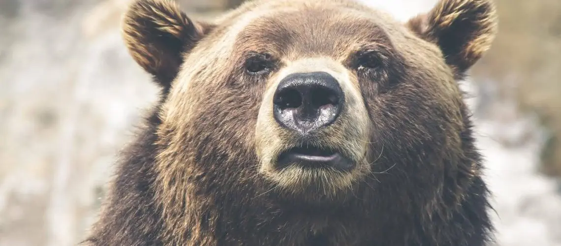 A cute bear